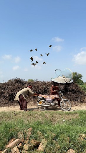 342K views · 259 reactions | Hunting for crow nest ‍⬛諸 #crow #nest #farming #hunting | Farmer hunter | Facebook