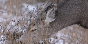 NDGF gives preview of 2025 seasons and reflects on 2024