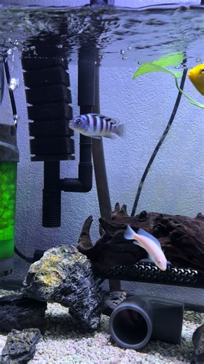 Blue Mbuna Displaying in Cichlid Tank