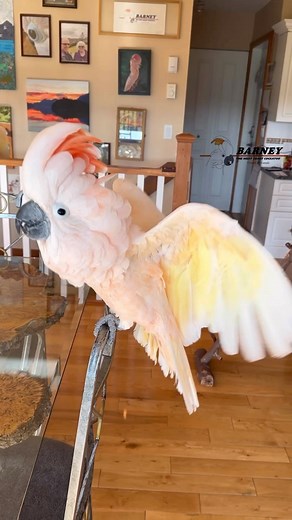 Barney the West Coast Cockatoo on Instagram: "Wheee! Whoa!! So much fun!! 李 #westcoastbarney #barneythewestcoastcockatoo #whee #whoa #fun"