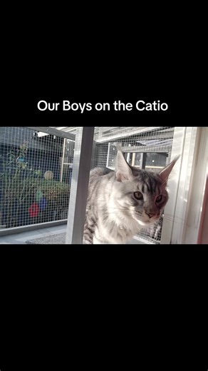 kitties on the Catio our kitties love their catio. it was the best investment ever! they love to get the zoomies and chase each other out there. they enjoy th3 sun and fresh air #ohwinston #mainecoon #ohcooper #lynxpoint #catio