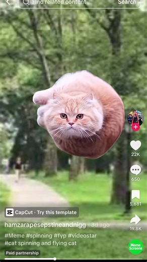 Spinning Cat Meme - The Cutest Feline Fun