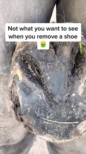 I showed a video last year of maggots in a hoof and today again they were there 😩 #forfarriersbyfarriers #farriersoftiktok #farrier #equestrian #horse #education #learnontiktok #gross #fyp #fypシ #foryou #foryoupage #viral #verifyme