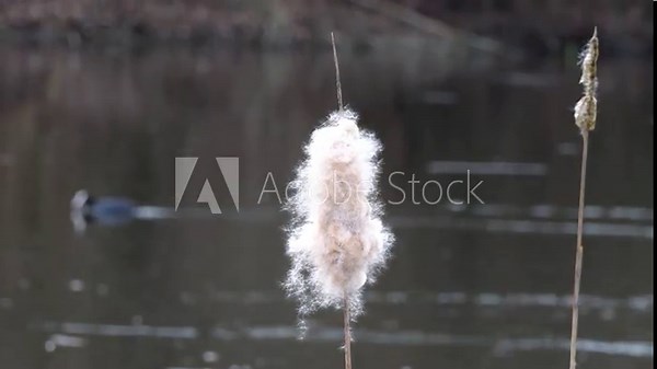 Behaarter Breitblättriger Rohrkolben (Typha latifolia) und Blässhühner im Hintergrund