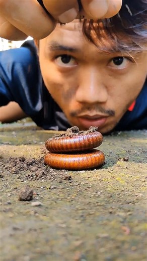 dusting the sand over two poor millipedes #shortvideo