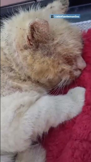 Scruffy Feral Cat Makes A Gorgeous Transformation | The Dodo