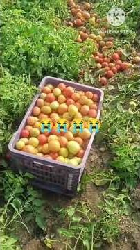 The fruits of the Subabul garden have been destroyed by the flood 😭😭😭😭