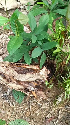 Les principales difficultés de la culture du bananier plantain : très sensible aux nématodes et se fait plus attaquer par les charançons, en comparaison avec la plupart des variétés de bananes douces... | Les Plantations Lessabana