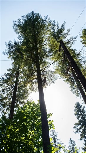 Asplundh Tree Expert, LLC on Instagram: "🌍 Protecting the environment is part of the job. Through responsible vegetation management, we help maintain healthy ecosystems while keeping communities safe and powered. #Sustainability #EnvironmentalStewardship #TreeCare #Asplundh"