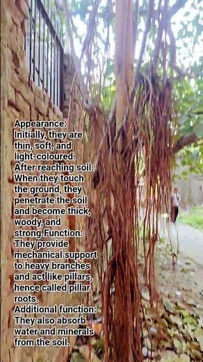 Prop Roots of Banyan tree. Pillar roots positively geotropic.