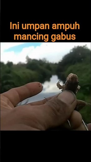 fishing for snakehead using frog bait