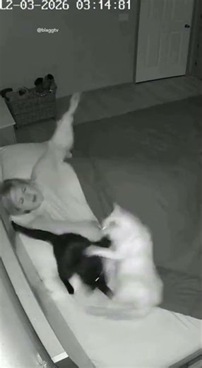 My Cats Have No Respect for Sleep or Peace