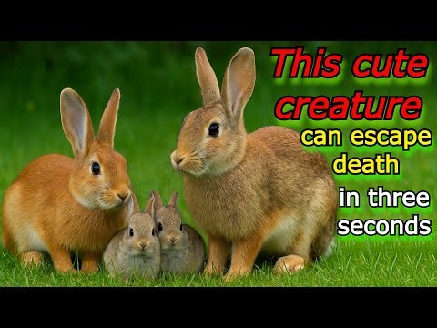 Shocking Rabbit Facts You Won’t Believe: Speed, Survival & The Giant Darius