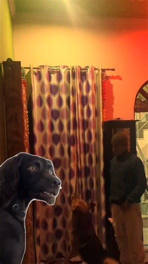 Dog vs Bird at 3AM 😂🐶🐦 | Unexpected Night Drama #shorts #dog #dogshorts #shortvideo #funnyvideo