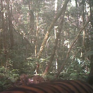 A small monthly donation will immediately help protect some of the last 300 Critically Endangered Sumatran tigers. If we don’t act now, they will almost certainly be extinct by the next Year of the Tiger, just nine years from now. Your help gives them a chance. If you can't help right now, please encourage others
