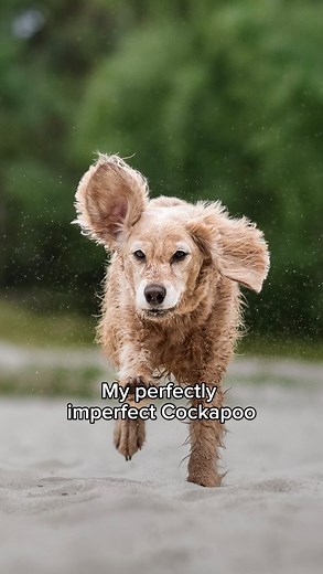 Willow 🤎 My perfectly imperfect Cockapoo who taught me one of the biggest lessons: don’t buy a dog because it’s “the trend” or simply for their looks. Her breed is marketed as the “ideal family pet”, hypoallergenic, great with kids, easygoing… except she wasn’t. She arrived genetically nervous, reactive to both dogs and people, definitely not hypoallergenic (she molts!), and not the biggest fan of children. And honestly? Would I say a Cockapoo is the best family pet? Absolutely not. They’re two