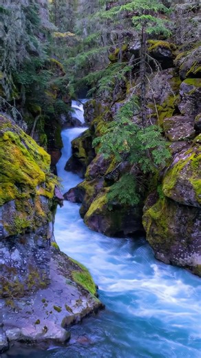 Avalanche Creek & Falls in Glacier National Park - 8K Footage