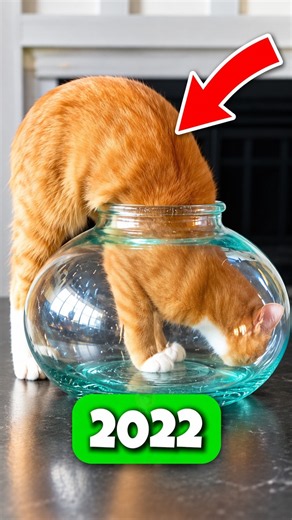 Legendary Cat Memes: Then Vs Now 🐱💔 #4