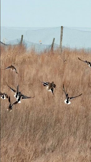 Top 5 Hunting & Nature Moments | Epic Wildlife Encounters Caught on Camera 🦌🔥