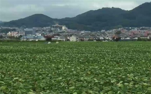 芋头的一生｜现代农业种植和收获芋头