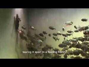 1000 Piranhas Go Wild! Brutal Feeding Frenzy 🐟#Piranha #WildFish #AnimalAttack #PredatorFish