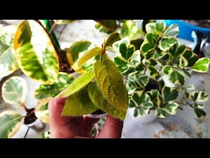 Flowers/💚Various Ficus Trees🌿Rooting Ficus Cuttings f. Belize🌱