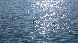 Reflection, Water, Reflections. Free Stock Video