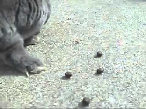 Rabbit Poop: Cocoa Puffs