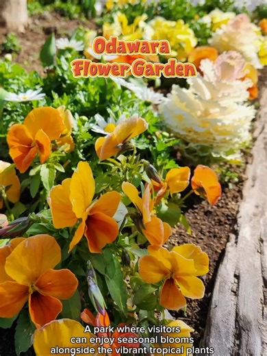 Explore the Beauty of Odawara Flower Garden