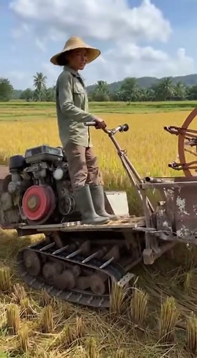 The Rise of Smart Harvesting #AutonomousFarming #NextGenAgriculture #RiceHarvesting #TechInNature