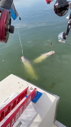 Chaos catfishing part 2!🎣 Catch The Fever SmackDown Catfishing Carolina Lake Weights MulTbar Rod Rack Fish Tackle & Marine Tango X-Ray Fishing | Matthew Gomez