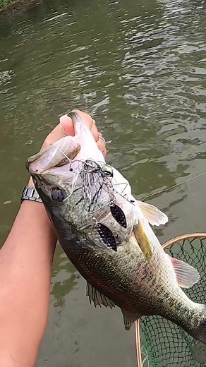 琵琶湖のカヤックバス釣り体験