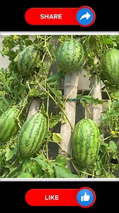 22K views · 95 reactions | Best way to plant watermelon  | Small Vegetable Garden | Facebook