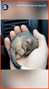 3.8M views · 240K reactions | A farmer found an abandoned baby possum beneath a tree and used his car heater to warm the animal up. | storyful | Facebook