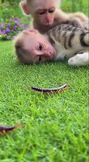 Watch the SHOCKED reaction of this monkey and its hilarious surprise #funny #monkey #shocked