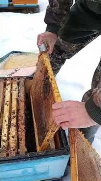 Analysis of bee colony death.