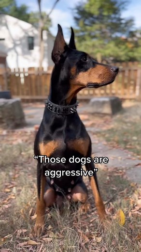 Understanding Doberman Breed: Red Doberman Price, Same-Sex Aggression, Training Tips