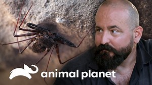 La fuerza y velocidad de este insecto, la convierte en una poderosa máquina asesina de la naturaleza, comparada incluso con depredadores como el oso pardo. #LittleGiants | Animal Planet Latinoamérica