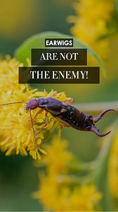 Here's how to get #earwigs to work for you!🏡 #gardening #gardeningtips #pesticides #homehygiene #pestcontrol | Madame Sweat