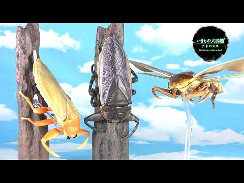 【タガメ】いきもの大図鑑アドバンス 水生昆虫タガメ！全三種をご紹介♪