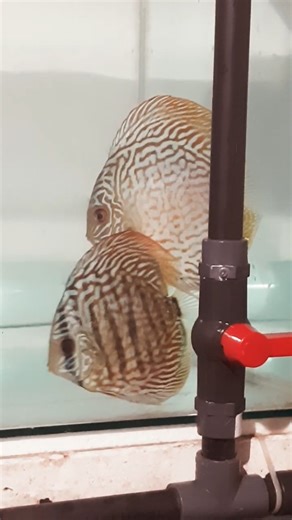 Discuss breeding pair 🥰❤️😍#pets #aquarium #fish #fishing