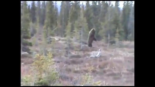 閲覧注意！射殺！巨大熊『グリズリー』を狩る。クマ撃ち名人