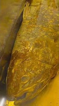 This Fish Is EXTREMELY Special