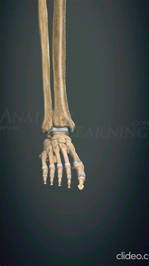 Metatarsophalangeal joints Interphalangeal joints of footFlexion- Extension #anatomy #viral #shorts