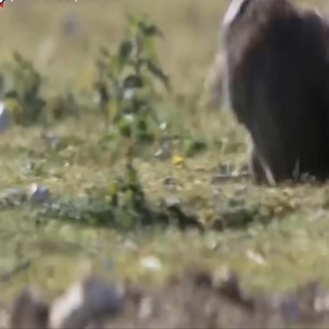 367K views · 2.4K reactions | Stoat attack rabbits on the meadow | Give And Take | Facebook