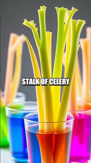 Dancing Celery Experiment