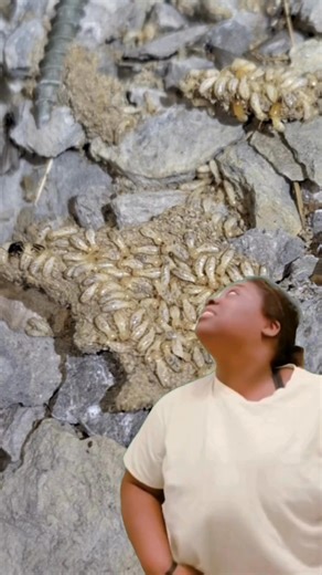 2.5K views · 11 comments | POV: You Google ‘what do termites look like’ and are immediately sent into a spiral. When you find evidence of termites in your house, don’t panic… just call the pros! Explore our termite treatment options on our website now or schedule a free inspection today. >> https://www.terminix.com/termite-control/ | Terminix | Facebook