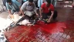 27K views · 501 reactions | Very Dangerous Bull Unloading and Qurbani File:2018 Suzuki Main Janwar Giradiya | Karachi Sohrab Goth Cow Mandi-Bakra Eid In Pakistan | Facebook
