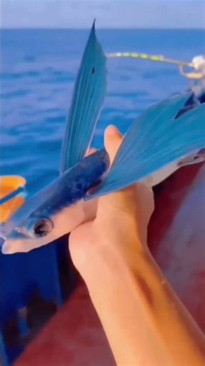 Flying Fish Explained | Exploring Zoological Creatures Ep. 1 #ytshorts #yt #zoology
