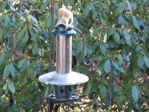 Weather Guard for Squirrel Buster Plus Bird Feeder (FEEDER NOT INCLUDED)